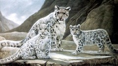 Leopards snow leopards artwork baby animals