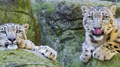 Leopards snow leopards feline