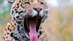 Leopards tongue
