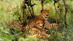 Leopards wildlife