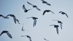 Lets have some Birds