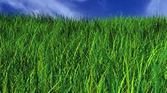 Lh grass nature