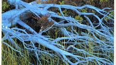 Library of World photography