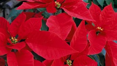 Lifestyle complex magazine