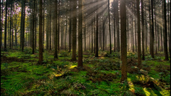 Light Beauty Green forest