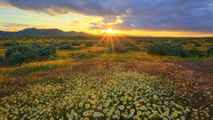 Light California fields golden multicolor National