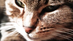 Light cats Kittens beds