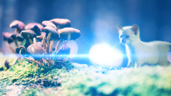 Light cats mushrooms bokeh