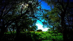 Light Green Landscapes nature