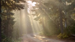 Light morning Oregon forests National