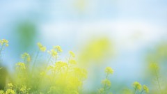 Light nature Flowers