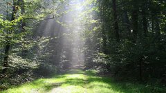 Light nature Trees forests