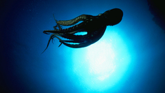 Light ocean silhouettes octopuses