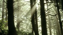 Light Oregon forest nature