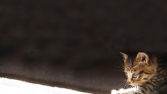 Light touch barley kitties hooray