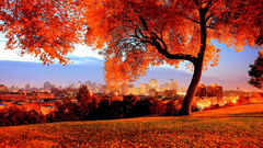 Light Trees autumn cities