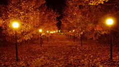 Light Trees autumn night