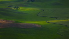 Light Washington fields hint