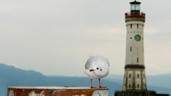 Lighthouses seagulls