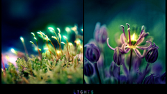 Lights by altingfest