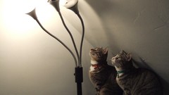 Lights cats Animals Lamps