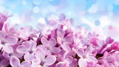 Lilac pink flowers Flowers