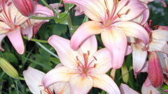 Lilies