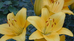 Lilies cmon someone has