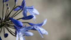 Lilies Flowers blue flowers macro Plants
