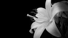 Lilies Flowers Orchids monochrome