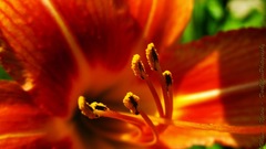 Lilies red Flowers flower