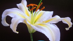 Lilies white flowers oriental
