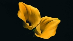 Lilies yellow flowers Flowers black background Plants