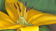 Lilies yellow flowers Praying Mantis
