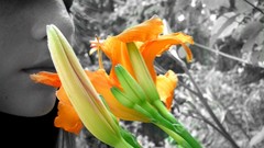 Lily pads color splash