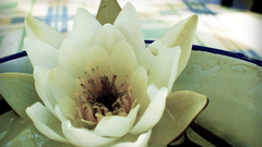 Lily pads water nature