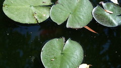 Lilypad nature