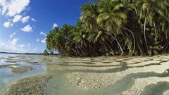 Line Islands palm trees