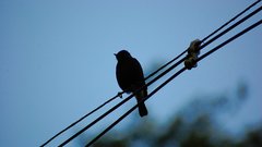 Lines Birds silhouette power