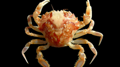 Liocarcinus marmoreus high