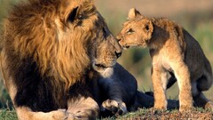 lion Africa baby animals Animals big cats Mammals