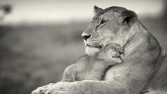 lion Animals baby animals monochrome big cats Mammals