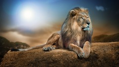 lion Animals nature wildlife rock digital art big cats Mammals