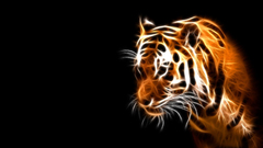 Lion cat speacil markings