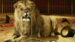 Lion Circus loewe liutas