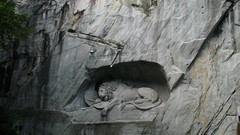 Lion high Resolution lucern