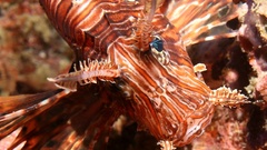Lionfish fish Aquarium and