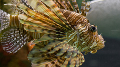 Lionfish high