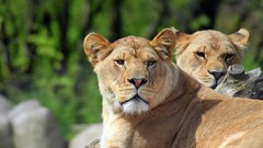 Lions Animals