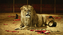 Lions Animals